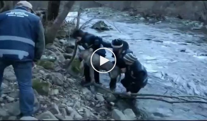 Драматическое спасение волка из ледяной воды