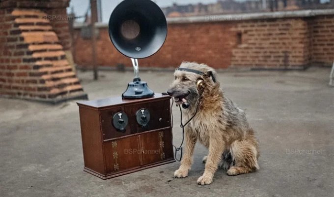Подборка смешных и забавных фотографий с собаками, которые поднимут настроение (21 фото)