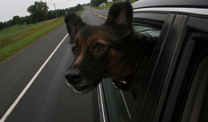  Собаки и машины (15 Фото)