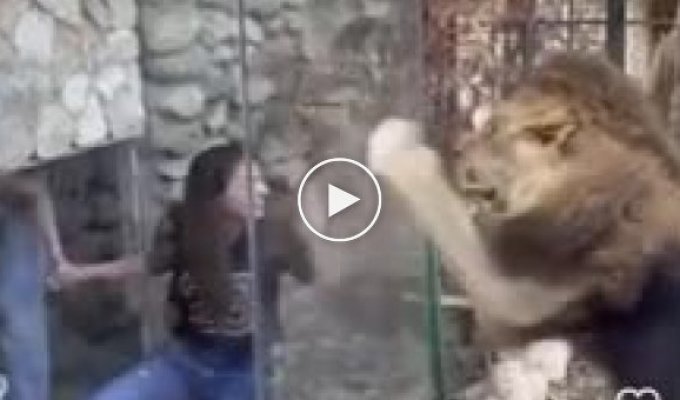 Лев в зоопарке Ливана и девушка, желающая сделать селфи