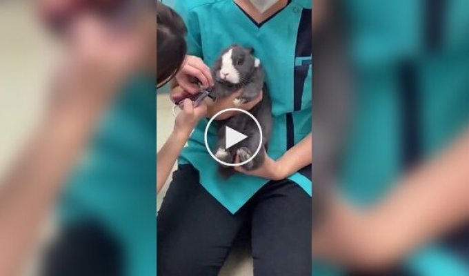 Кролик стрессует на приеме у ветеринара