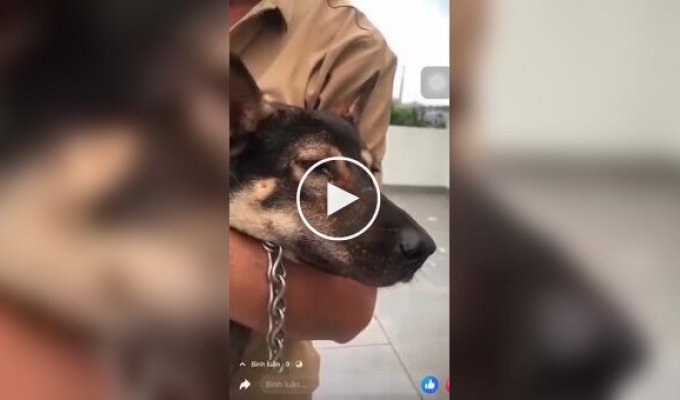 Crying dog who met his owner again after Typhoon Yagi