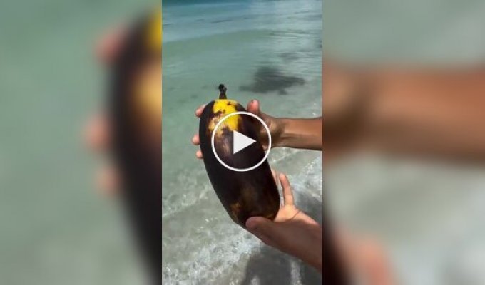 На Гавайях нашли короля бананов