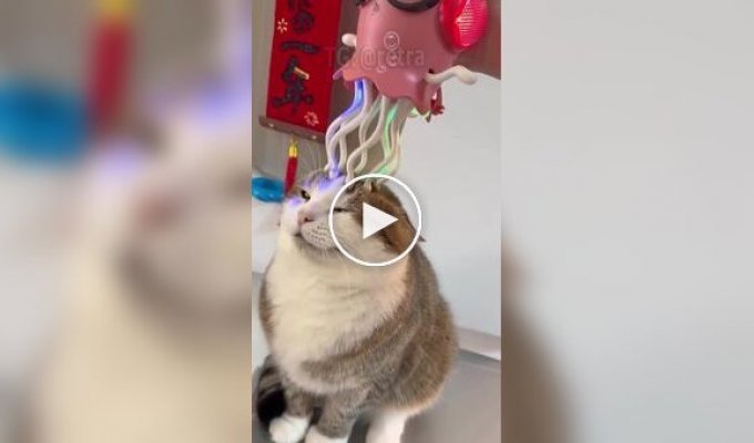 Высшая степень кошачьего наслаждения