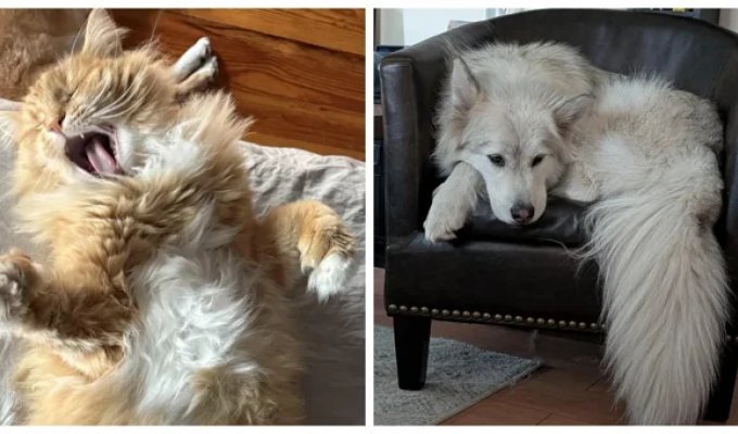 30 Photos of Pets Just Living Their Lives and Making Ours So Much Better (31 photos)