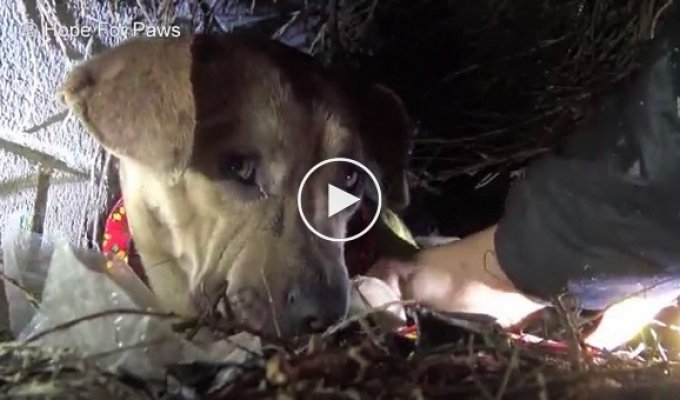 Собака доверилась людям которые спасли ее щенков