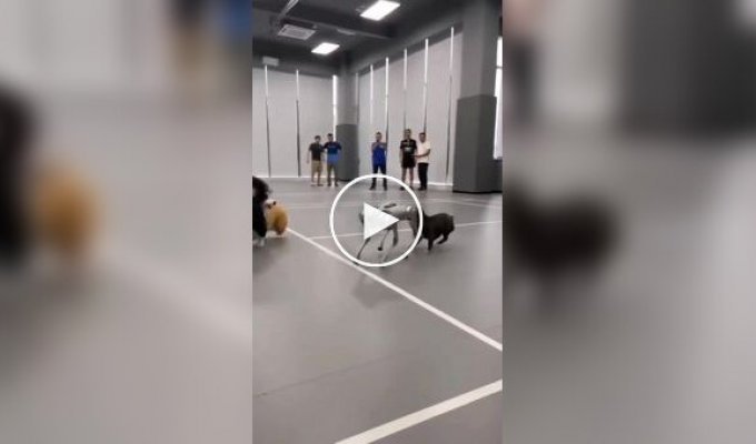 Dogs' reaction to a robot dog