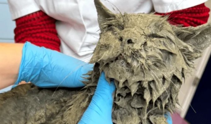 Almost concreted over: passersby rescued a cat completely covered in cement (4 photos)