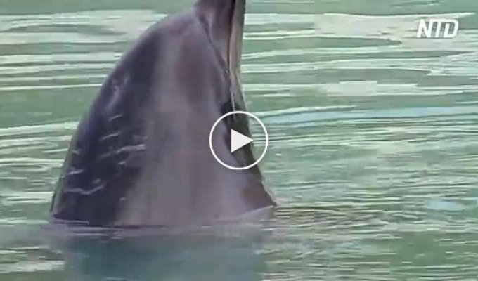 Дельфина и других животных бросили в закрывшемся японском морском парке