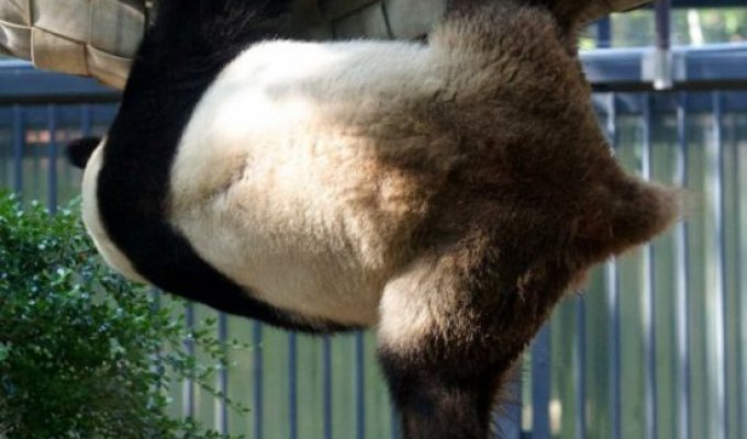 В Японии найдена панда, освоившая приемы кунг-фу (3 фото)