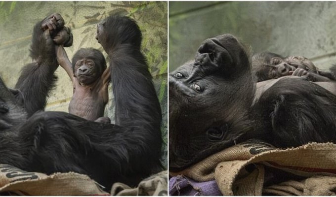 One of the rarest monkeys in the world was born in London (6 photos + 1 video)