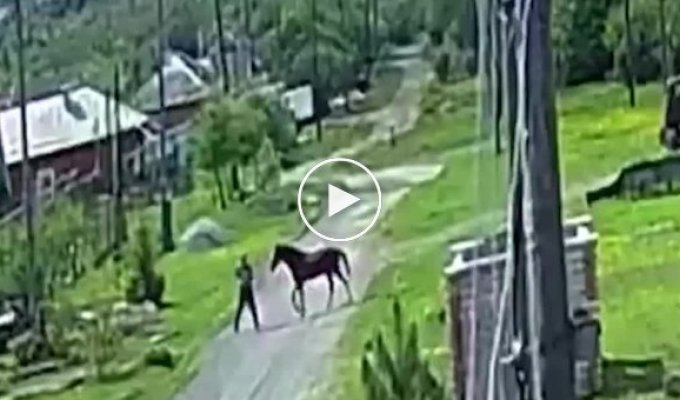 На Урале агрессивный конь держит в страхе всю округу