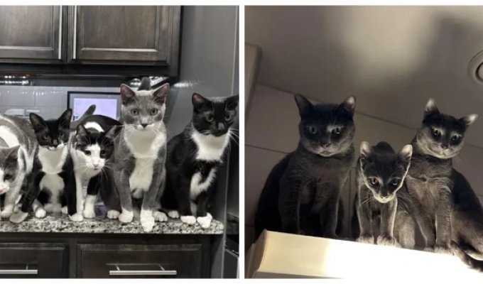 30 фото, доказывающих, что кошки участвуют в тайном заговоре и готовят переворот (31 фото)