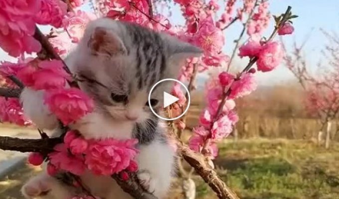 Зашкаливающая милота. Цветение японского абрикоса и котенок