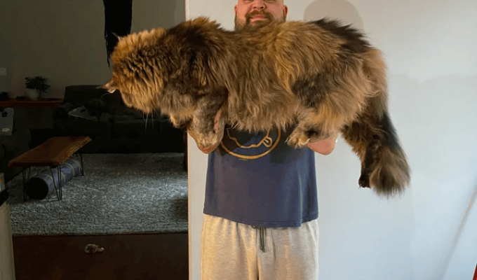 Maine Coons - majestic and huge kings of all cats (18 photos)