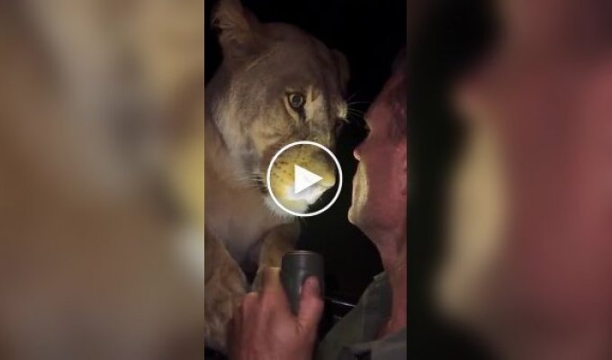 A man comes face-to-face with a lioness and remains remarkably calm