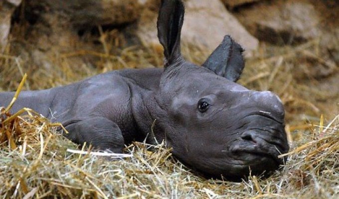 Детёныш носорога (4 фото)