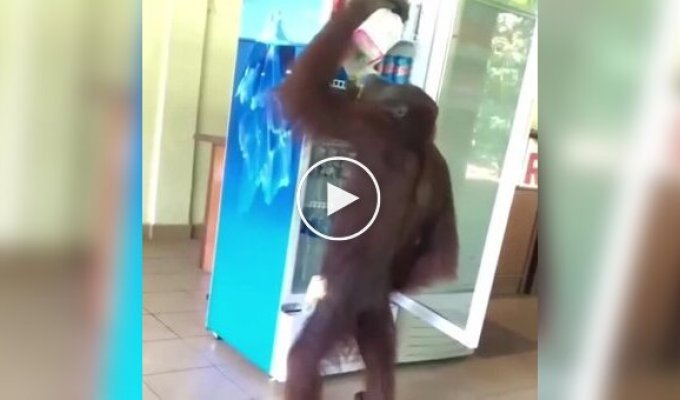 The orangutan took the drink from the refrigerator