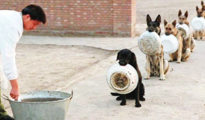 Собаки послушно стоят в очереди за едой