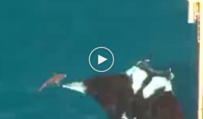 В Тринидаде заметили гигантского ската