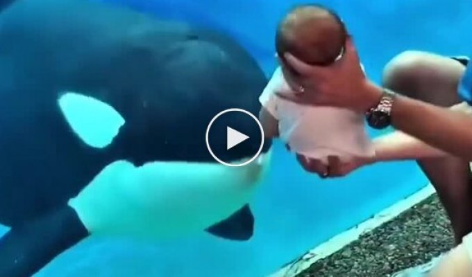 Killer whale interested in child