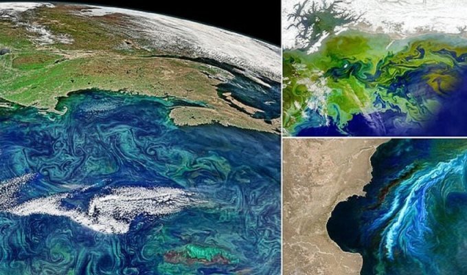 Спутник показал, как водоросли захватывают планету (8 фото)