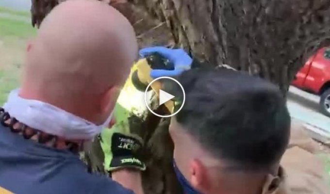 Пожарный спас белку, застрявшую в дереве