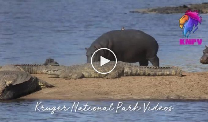 Молодые бегемоты не испугались нильских крокодилов, оккупировавших берег