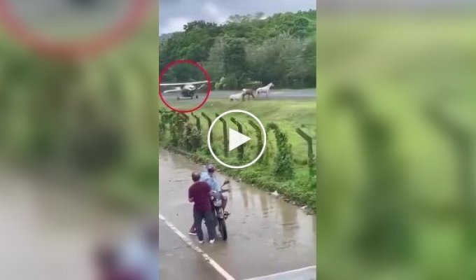 Самолет чуть не врезался в трех лошадей