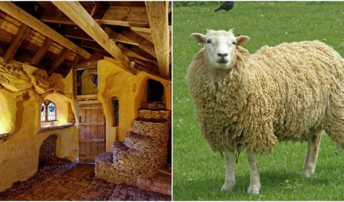 Английский фермер 11 лет строил замок для своих овец (13 фото)