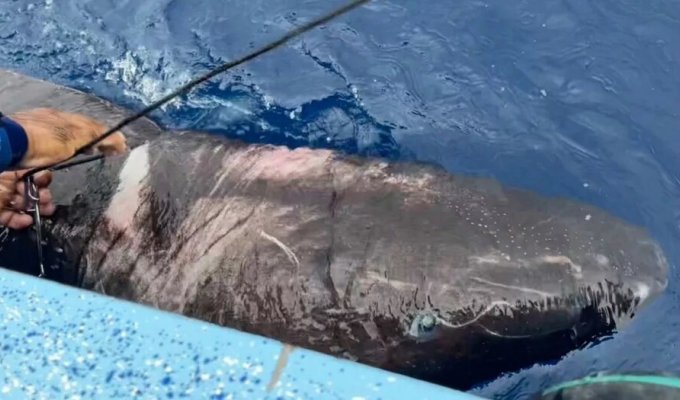 Арктическая акула, способная прожить 500 лет, обнаружена в Карибском море (4 фото)