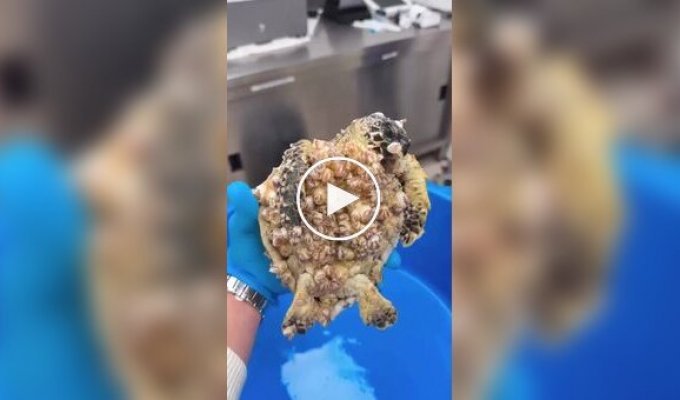 A sea turtle was cleaned of a large number of parasites and mollusks