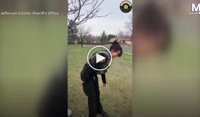 A woodpecker landed on a police car and refused to fly away