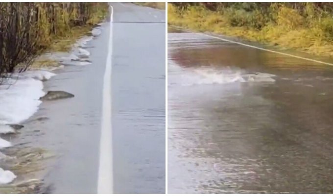 On the way to spawning, fish are forced to “cross the road” (2 photos + 1 video)
