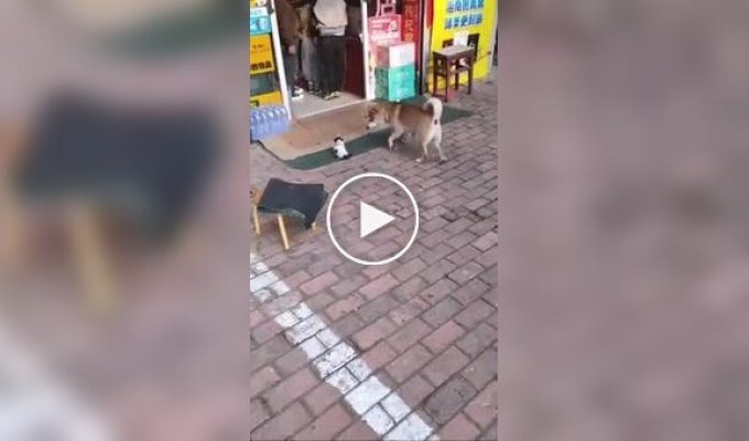 A cat chased away a dog that barked at her kitten