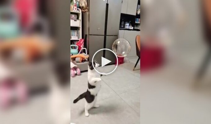 Реакция кота на мыльный пузырь