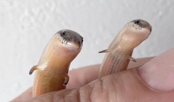 Madagascar Skinks: The "Snakes" Nobody Is Afraid Of (10 Photos)