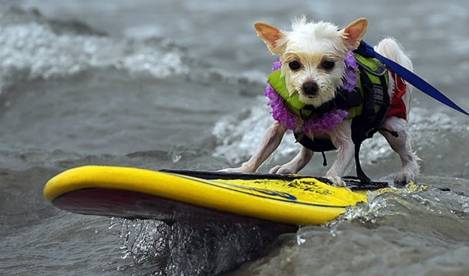 Собаки-серфингисты (8 фото)