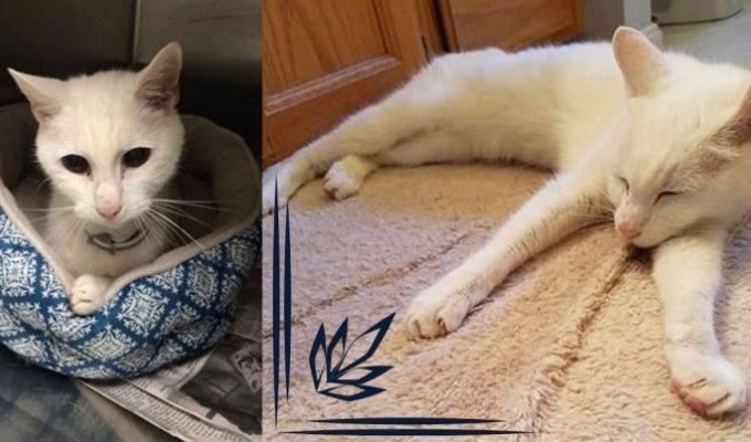 Family abandoned cat after 20 years because he got old (5 photos)