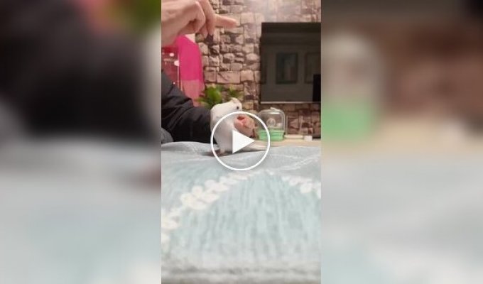 Парень научил своего попугая делать заднее сальто