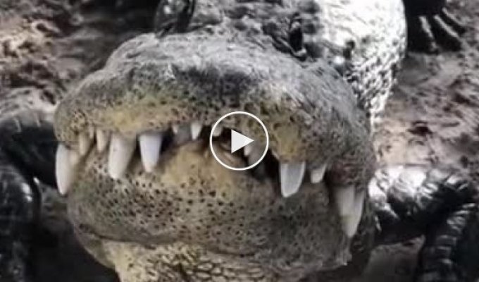 Крокодил рад видеть своего смотрителя