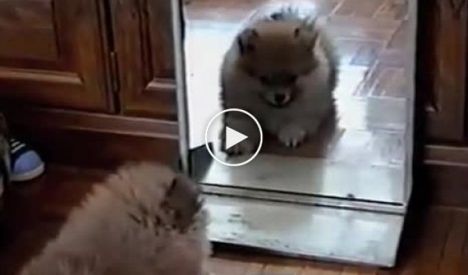 Собака и зеркало