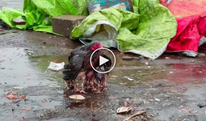 Мама-курка вкрила своїх пташенят від сильного дощу
