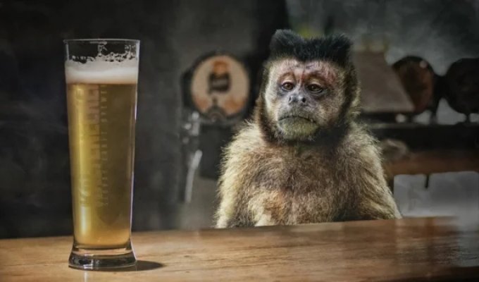Is Non-Alcoholic Beer Really Completely Harmless? (5 photos)