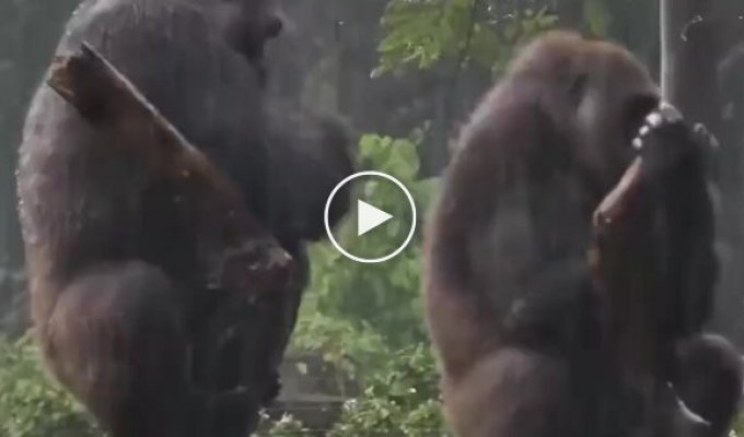 Just like humans: a monkey tries to apologize