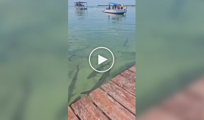 Feeding the fish didn't go according to plan