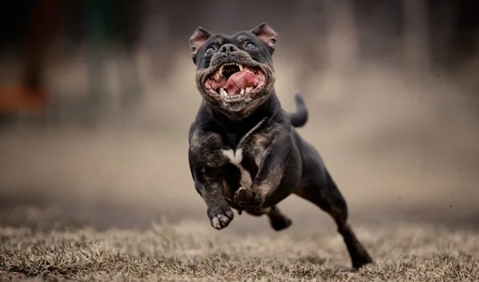 «Зуми-психоз»: вот что будет, если долго не обращать внимания на питомца (10 фото)