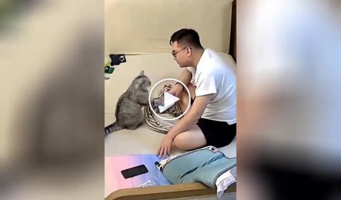 Кот отвлек внимание хозяина от смартфона