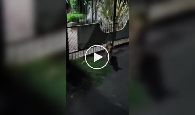 A dog changed sides of the fence and remembered its job.
