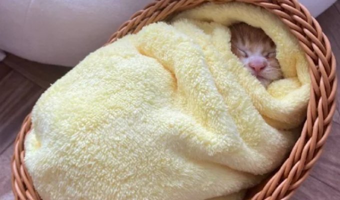 Unusual Japanese "health ritual" for rescued kittens has surfaced online (4 photos)